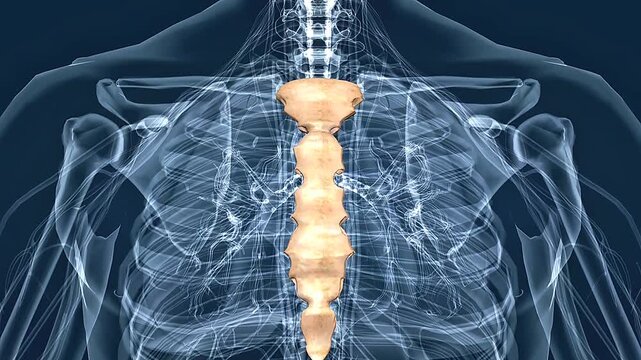 The human sternum anatomy