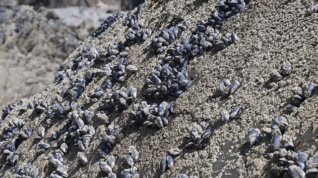 Wild Mussels gtowing on the Cornish rocks seen at low tide