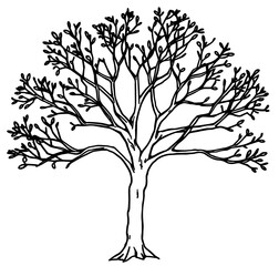 Obraz premium Black and white outline of a bare tree with branches and buds 