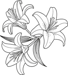 Illustration of three lilies with detailed petals and leaves in a black and white line drawing style