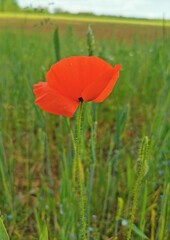 red poppy flower
