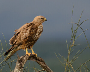 Steppe Buzzard in Addo National Park