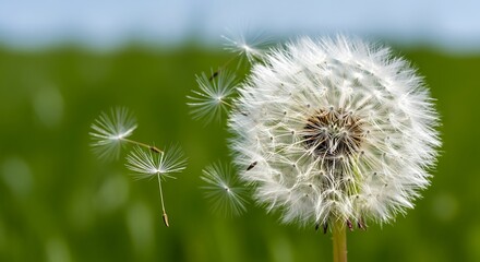 Fototapeta premium Serene dandelion seed head with delicate seeds dispersing in gentle breeze, vibrant green background.