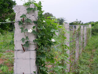 barbed concrete fence is slowly being overtaken by a white ivy gourd flower vine in a farmland area.