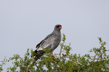 African Harrier-Hawk in Addo National Park