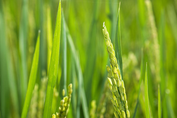 Green Rice Ears in the Paddy Field