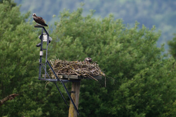 Osprey nest with Camera