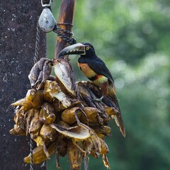 Collared aracari in Costa Rica
