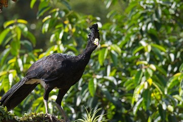 Great curassow in Costa Rica