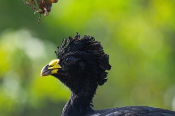 Fototapeta premium Great curassow in Costa Rica