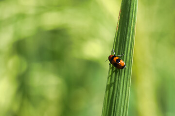 A Small Beetle Perched on a Blade of Grass in a Lush Green Environment