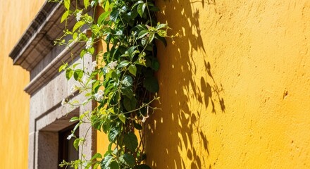 Green vine growing on a textured yellow wall next to a window