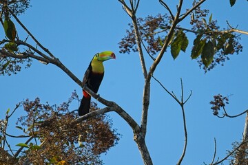 Keel-billed toucan in Costa Rica