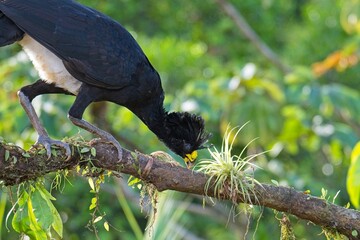 Great curassow in Costa Rica