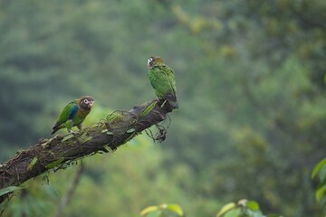 Brown-hooded parrot in Costa Rica
