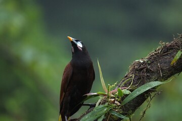 Montezuma oropendola in Costa Rica