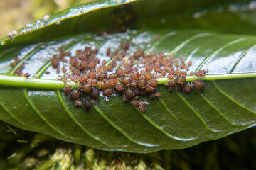 A colony of aphids feeding on coffee leaf nutrients, assisted by ants in a unique symbiotic relationship in agricultural ecosystems.