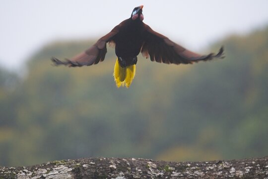 Montezuma oropendola in Costa Rica