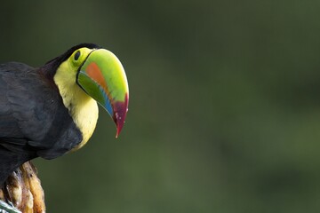 Keel-billed toucan in Costa Rica