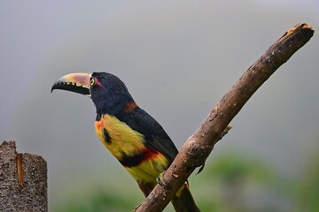 Collared aracari