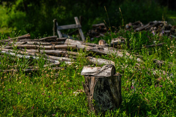 Tree stump and pile of cut logs in grassy field with wildflowers, showing wood harvesting and...
