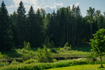 Dense evergreen forest and green meadow with bushes and small river on sunny summer day in pristine...