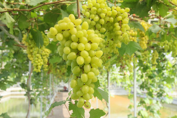 Vineyard or Vitis vinifera L which produces fresh grapes still hanging on the tree