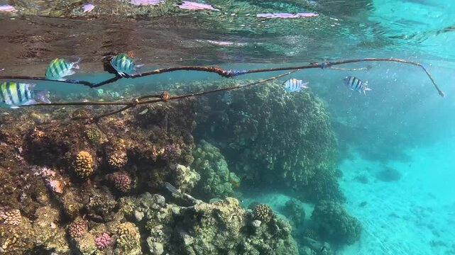 Sun, ropes and buoy, marine life and fish. Underwater video, snorkeling with the school of fish (Indo-Pacific sergeant - Abudefduf vaigiensis). Tropical coral reef. Travel footage, fish and corals. 