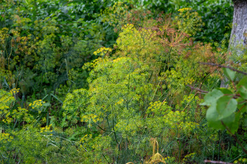 Lush dill plants thrive in a vibrant garden, showing various shades of green amidst the surrounding...