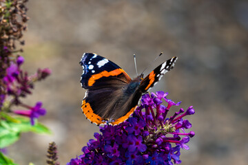 A beautiful butterfly, Admiral, Vanessa atalanta, gracefully resting on a vibrant purple flower in its natural habitat