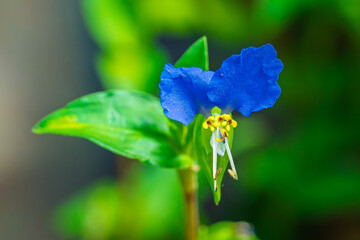 A Beautiful and Vibrant Blue Flower Accompanied by Lush Green Leaves in Its Natural Environment