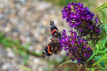 A beautiful butterfly, Admiral, Vanessa atalanta, gracefully resting on a vibrant purple flower in its natural habitat
