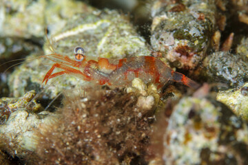 A transparent shrimp with red tones unfolds in its marine habitat.