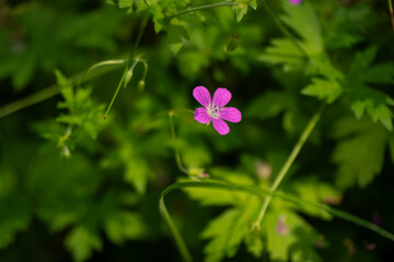 Delicate pink wildflower blooming in lush green foliage during spring in natural forest...
