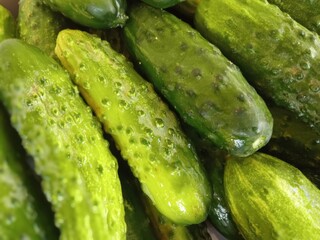 Cucumbers picked in the garden are being prepared for canning