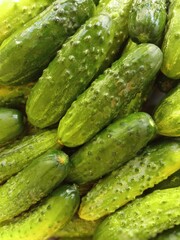 Cucumbers picked in the garden are being prepared for canning