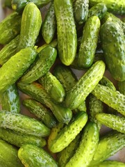 Cucumbers picked in the garden are being prepared for canning