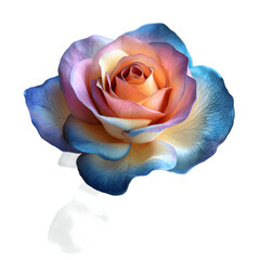 single rose
