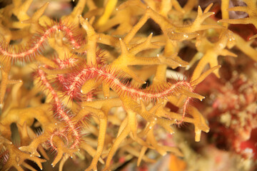 Small, elongated and flexible sea creatures inhabiting hard coral.