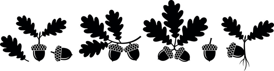 Oak leaf and acorns. Isolated oak on white background