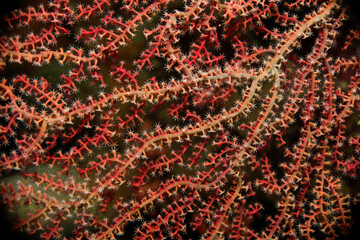 Branching of a red soft coral with open polyps.