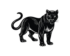 Obraz premium Black panther standing proudly isolated on white background