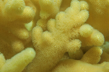 Close-up of a soft coral with yellow color