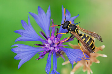 A wasp, Polistes dominula, pollinates a vivid purple flower, showcasing natures beauty and...
