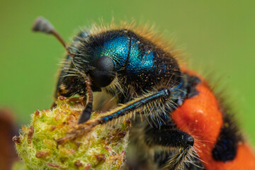 A Fascinating Macro View of an Orange and Black Bee beetle, Trichodes alvearius, Resting on a Plant in Nature
