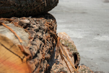 Stacked logs display detailed bark texture and wood grain, revealing the beauty of natural timber in a serene outdoor setting