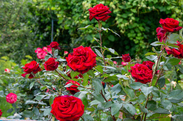 Lush garden filled with blooming red roses under bright sunlight, creating a picturesque spring atmosphere in nature’s serenity