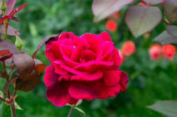 Bright red rose showcases its full petals among greenery, highlighting the beauty of nature in a serene garden setting