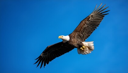 Fototapeta premium a close up of a bald eagle in flight showcasing its majestic wings and sharp gaze the eagle is flying against a clear blue sky