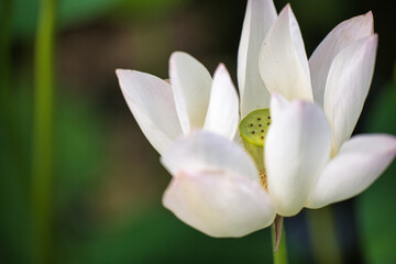 A Blooming White Lotus Flower in Serene Natural Setting
